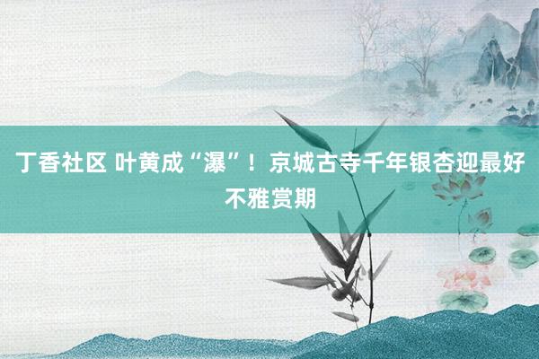 丁香社区 叶黄成“瀑”！京城古寺千年银杏迎最好不雅赏期